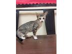 Adopt Tweety a Domestic Short Hair