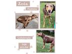 Adopt Zola a Catahoula Leopard Dog