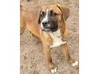 Adopt Kizzie a Boxer