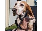 Adopt Livie a Beagle