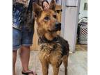 Adopt Grace a German Shepherd Dog