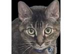 Adopt D.C a American Shorthair