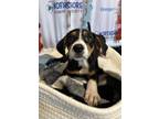 Adopt Clam a Mixed Breed