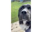 Adopt Charlotte a Newfoundland Dog