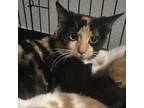 Adopt Kimber a Domestic Short Hair