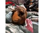 Adopt Gingersnap a Guinea Pig