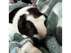 Adopt Sapphire a Guinea Pig