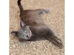 Adopt Penelope a Russian Blue, Domestic Short Hair