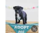 Adopt Lil Olive a Terrier, Mixed Breed