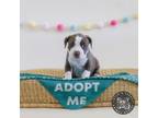 Adopt Lil Honey a Terrier, Mixed Breed
