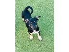 Adopt Trident a Miniature Pinscher, Mixed Breed