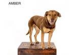 Adopt Amber a Labrador Retriever, Pit Bull Terrier