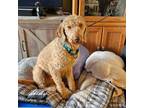 Adopt Wilamena a Standard Poodle, Labrador Retriever