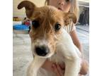 Adopt Minnie a Jack Russell Terrier, Mixed Breed