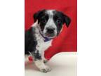 Adopt Petunia a Australian Shepherd, Mixed Breed