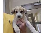 Adopt Callie a Great Pyrenees, Mixed Breed