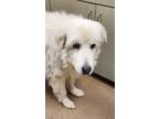 Adopt Kelly a Great Pyrenees, Mixed Breed