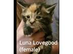 Adopt Luna Lovegood a American Shorthair