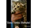 Adopt Dora Tonks a American Shorthair