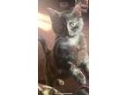 Adopt Cocoa a American Shorthair