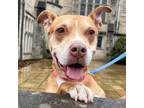 Adopt Luna a American Staffordshire Terrier, Mixed Breed