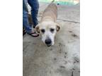 Adopt Sugar a Labrador Retriever