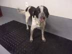 Adopt Mancha a German Shorthaired Pointer