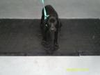 Adopt Lilly a Coonhound, Labrador Retriever