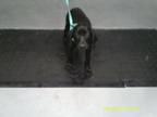Adopt 2478 a Coonhound, Labrador Retriever