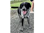 Adopt Smiley a Australian Cattle Dog / Blue Heeler