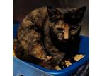 Adopt Spicy a Domestic Short Hair