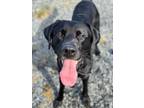 Adopt Gruff a Labrador Retriever