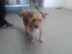 Adopt MORRIS a Terrier, Mixed Breed