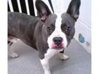 Adopt MALACHI a Boston Terrier, Mixed Breed