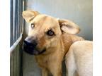 Adopt CHESTER a German Shepherd Dog, Beagle