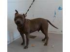 Adopt BLAKE a Pit Bull Terrier, Mixed Breed