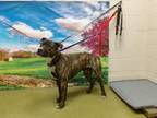 Adopt A534072 a Pit Bull Terrier