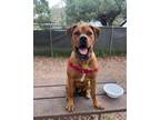Adopt OSO a Pit Bull Terrier