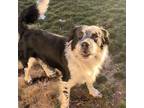 Adopt Thor a Cattle Dog, English Setter