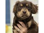 Adopt Chocolate a Mixed Breed