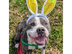 Adopt Zeus a Pit Bull Terrier