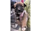Adopt Uno a Terrier, Mixed Breed