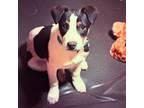 Adopt Boomer a Jack Russell Terrier, Beagle