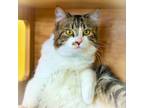 Adopt Dizzy a Domestic Medium Hair