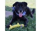 Adopt Dale a Mixed Breed