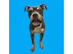 Adopt TUSC-Stray-tu1281 a Boxer, Pit Bull Terrier