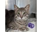 Adopt Falcon a Domestic Short Hair