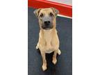 Adopt Jean a Shar-Pei, Shepherd