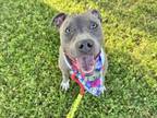 Adopt BLUE a Pit Bull Terrier