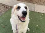 Adopt BODHI a Great Pyrenees